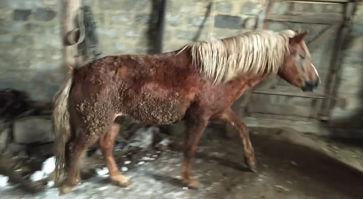 Откормленный донен жирный