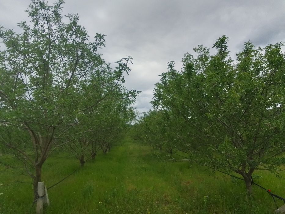 Продава се Земеделски имот в с. Просеник, Област Бургас -  кв.м за 1822 €/дка - Снимка #6