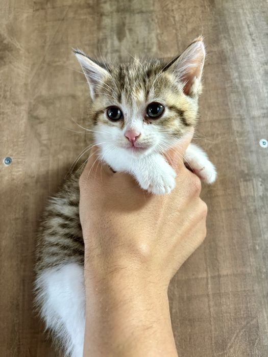 Отдам игривых котят