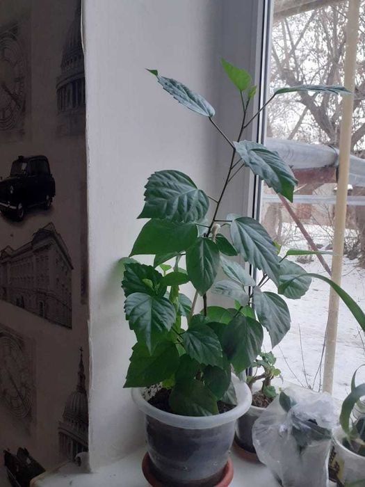Продам комнатные цветы