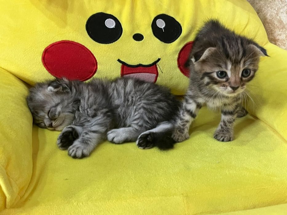 Продам котят породистых