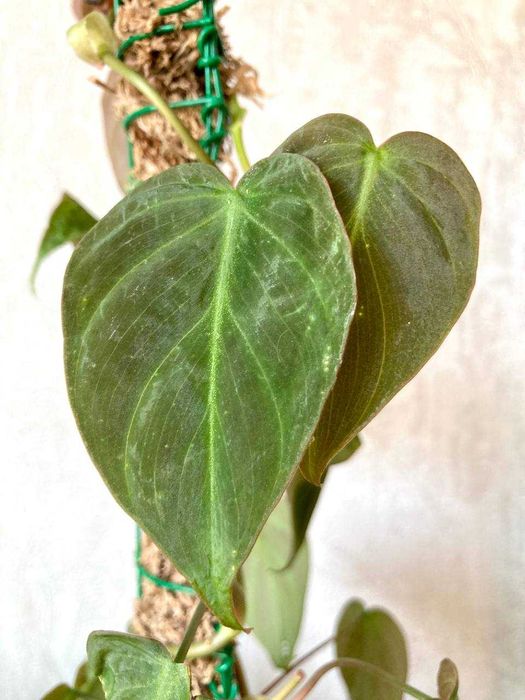 Бархатный филодендрон миканс на опоре