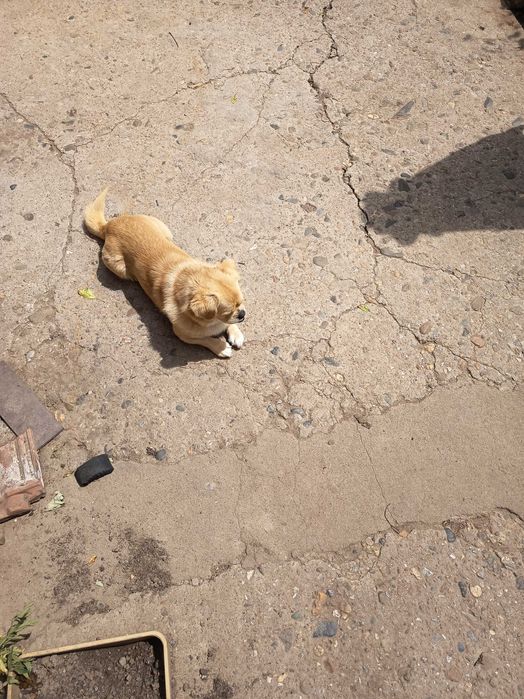 Подарявам пекинез