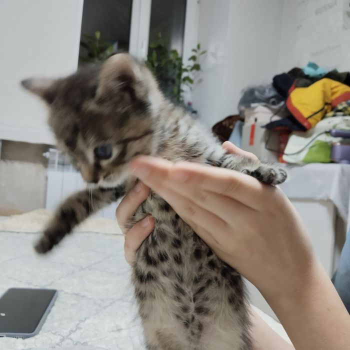 Отдадим котят в добрые руки