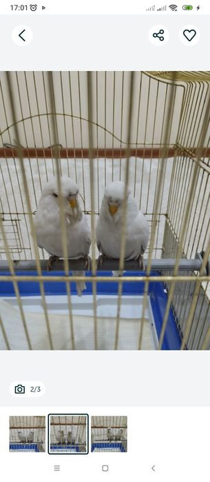 Попугаи Андуки самец и самка