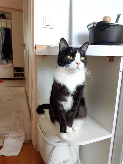отдам кота в добрейшие руки