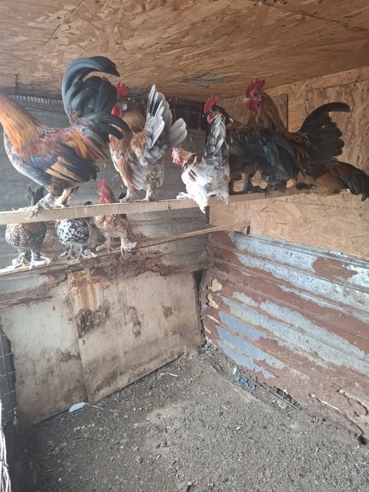 Perechi de gainusi pitici.