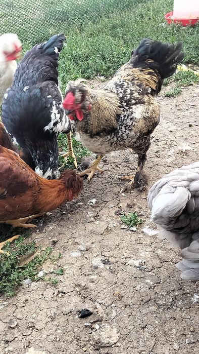 Cocoși tineri disponibili