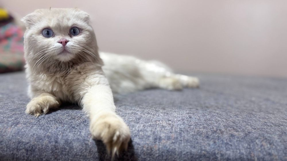 Scottish Fold zoti