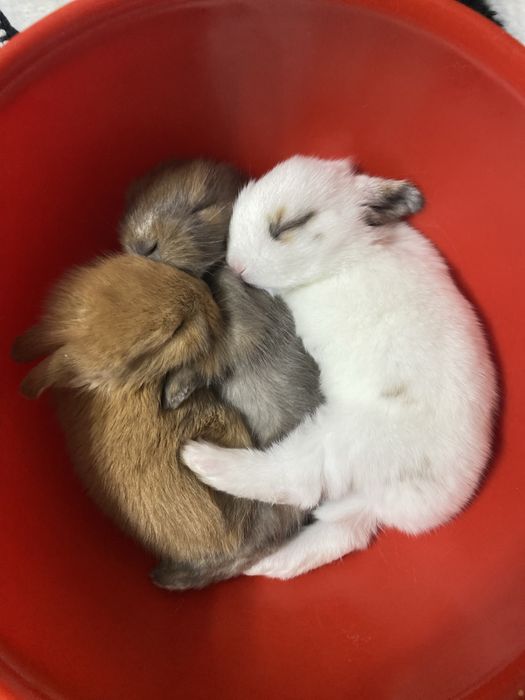 Iepurasi pitici de vanzare