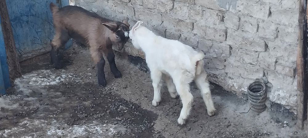 Ешкі, еркек лақ сатылады 10 000тенге