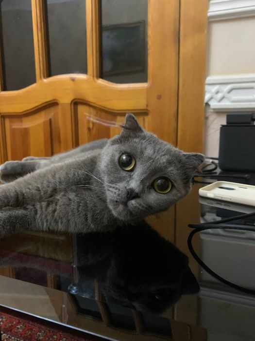 Отдаем кошку в хорошие руки