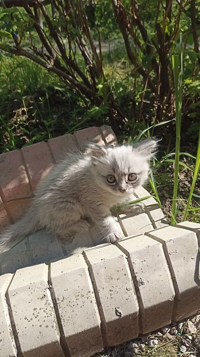 Продам котенка в хорошие руки
