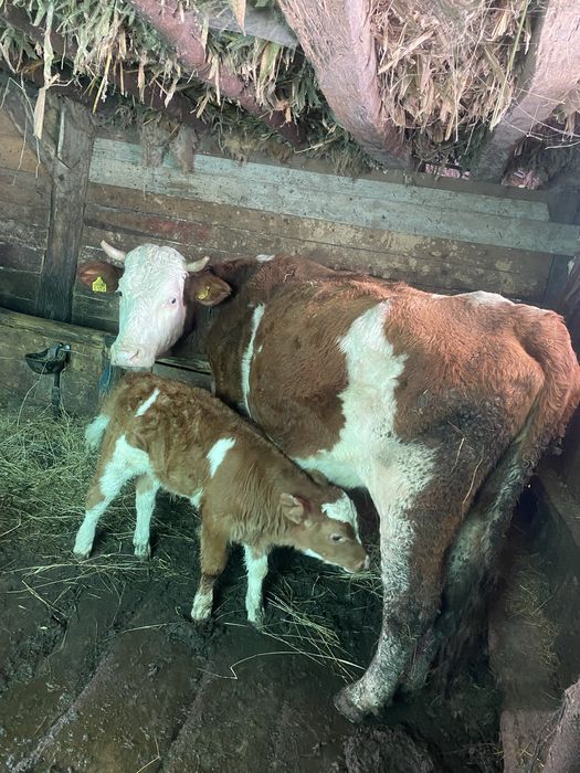 Vaci cu vitei baltate