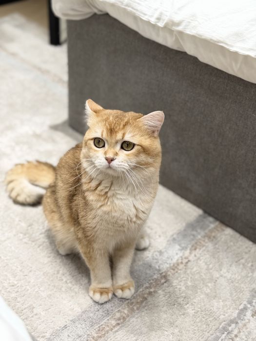 Британская золотая шиншилла