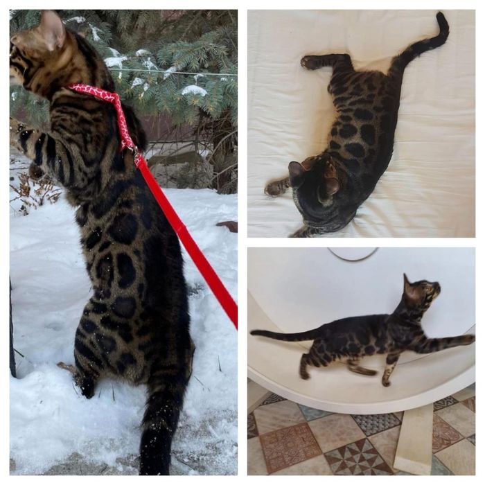 Мачо открыт для ВЯЗКИ !!!