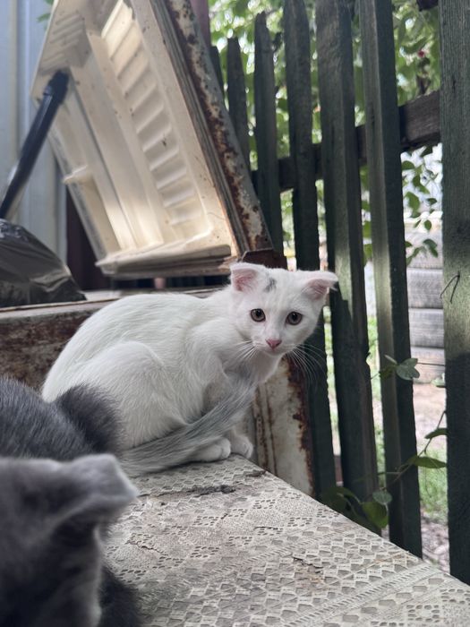 Котята веслоухие мальчики