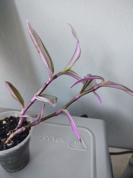 Продам традесканцию Нанук