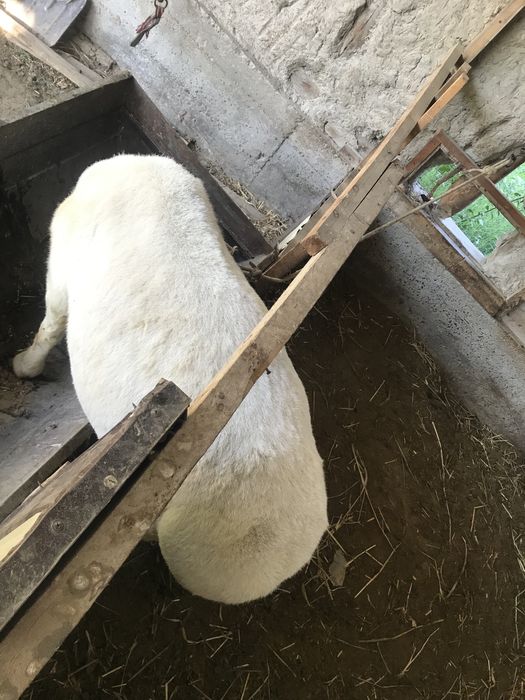 Сельхоз жывотные