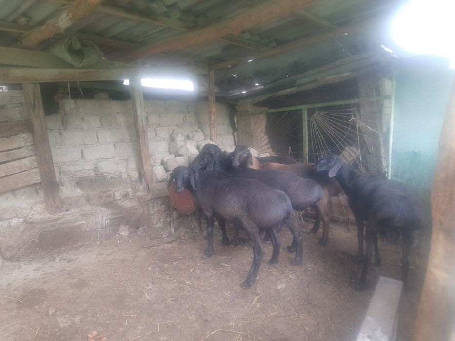 Qurbonlik uchun qo'chqorlar sotiladi
