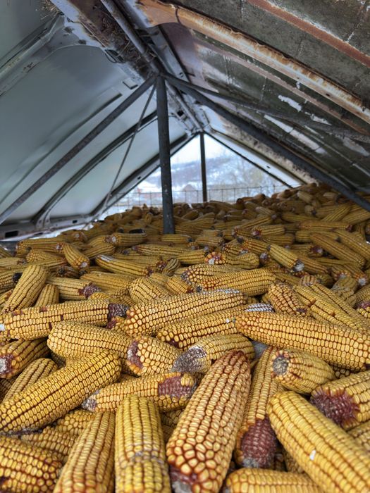 Vand porumb stiulete