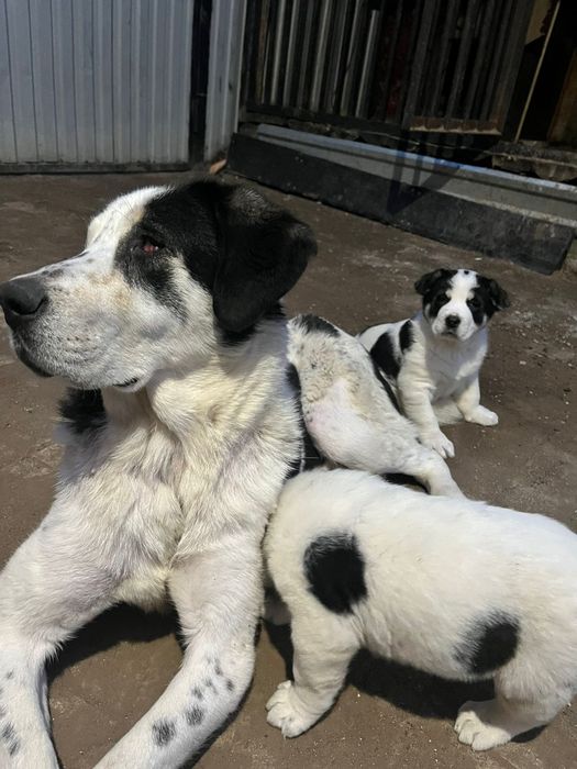 Чистокровный алабай