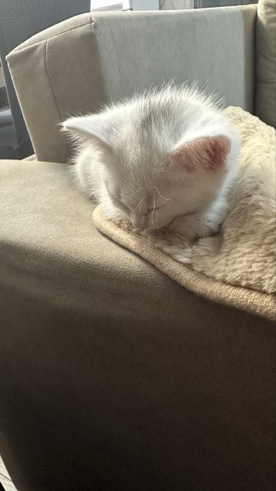 Отдам котенка девочку