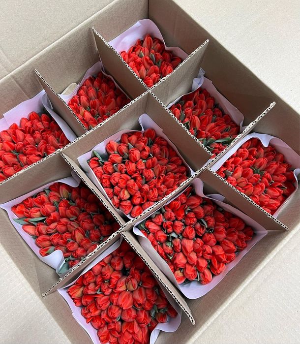 ТЮЛЬПАНЫ от 700 тг