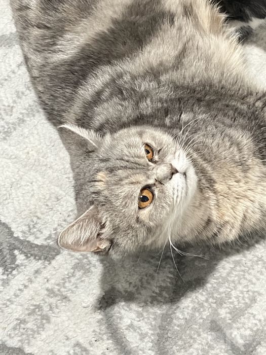 Shatlantka urğochi mushuk