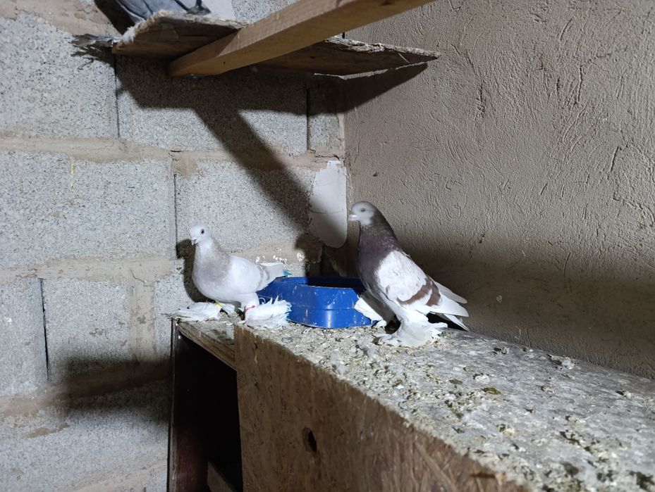 Голубей пара гребля