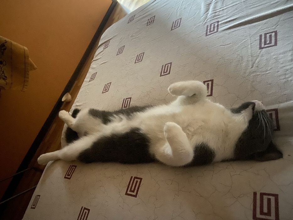 Отдам котиков в добрые руки