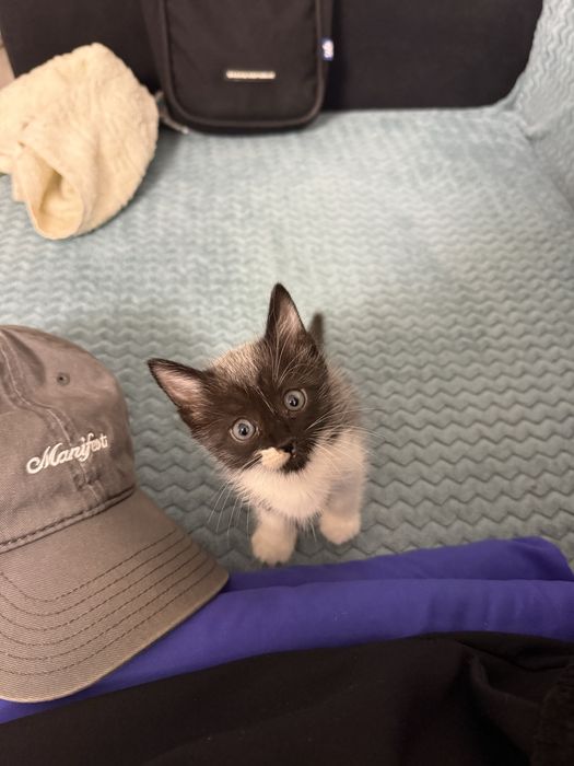 Котёнка бесплатно отдадим