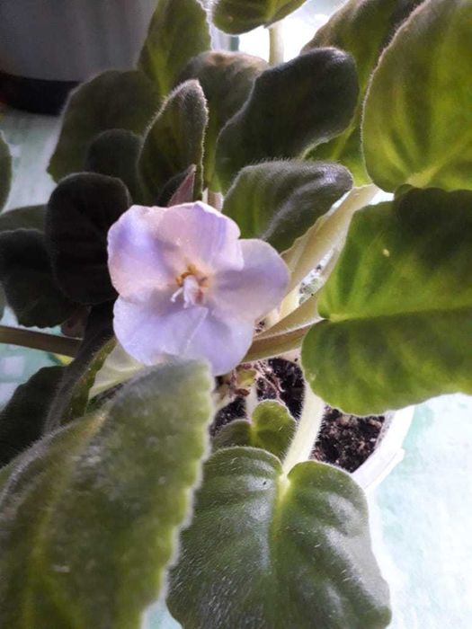 Фиалки в горшках, разные цвета