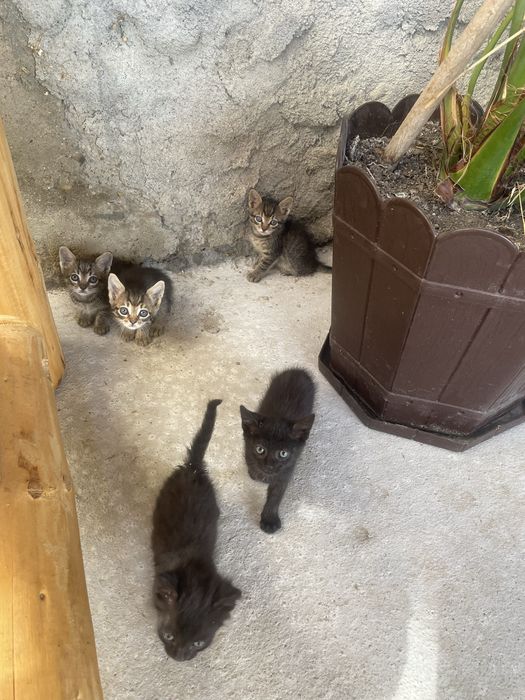 Pisoi de curte mici
