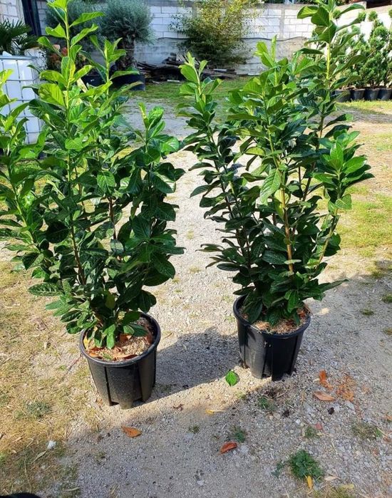 Laur Englezesc pentru Gard Viu – Plantare Inclusă!