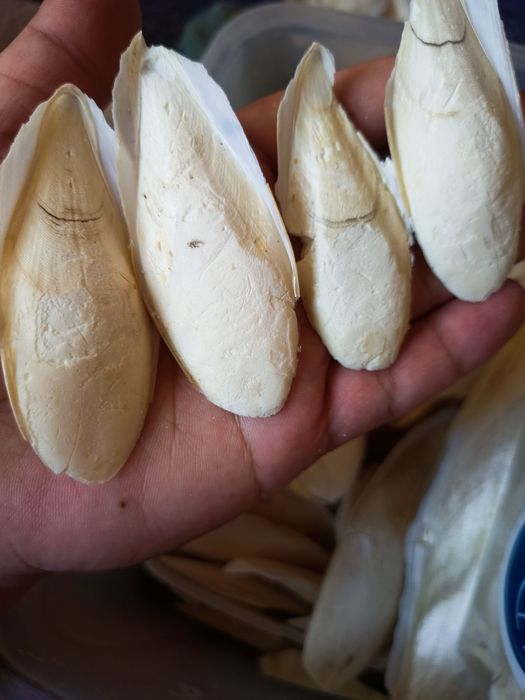 Mox, Ulitka unga kerakli ozuqalar Kalse smes, torf, mox, sepya.