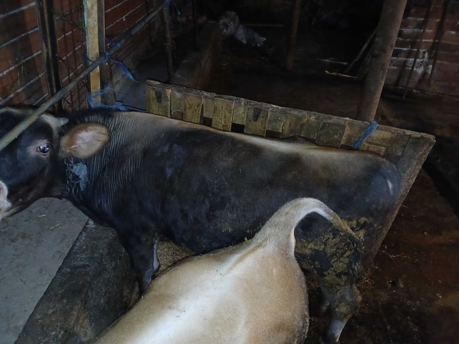 Teleta okolo 200 250 kg
