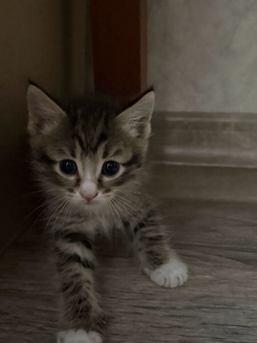 Отдам котят в добрые руки)