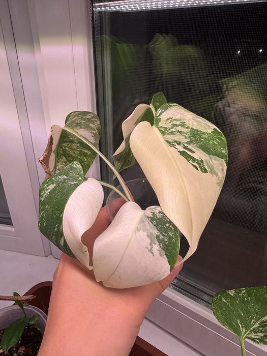 Монстера альба (черенок)