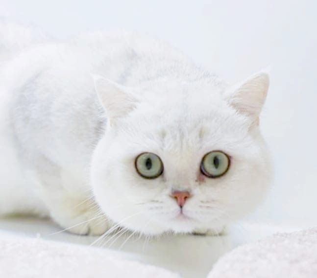 Британская шиншила