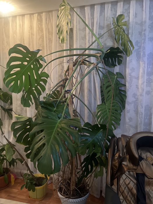 Цветок комнатный Монстера