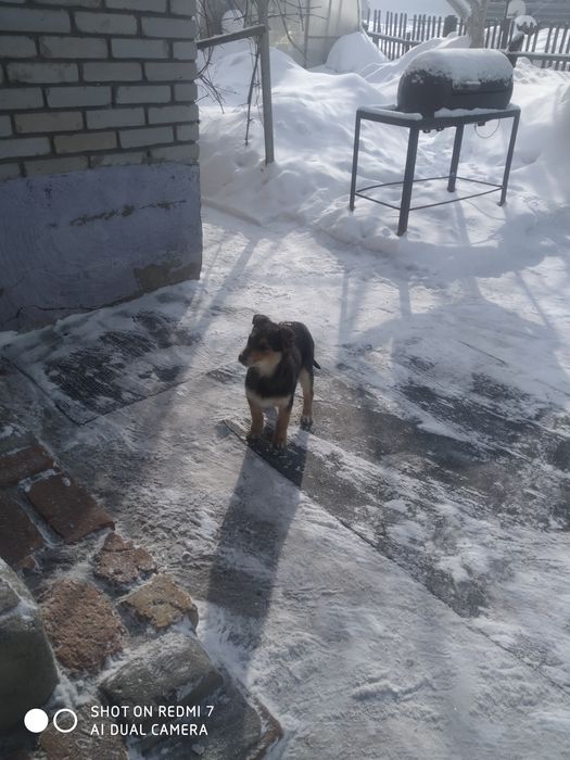 Собачка для охраны