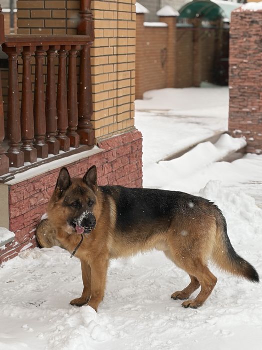 Немецкая овчарка вязка