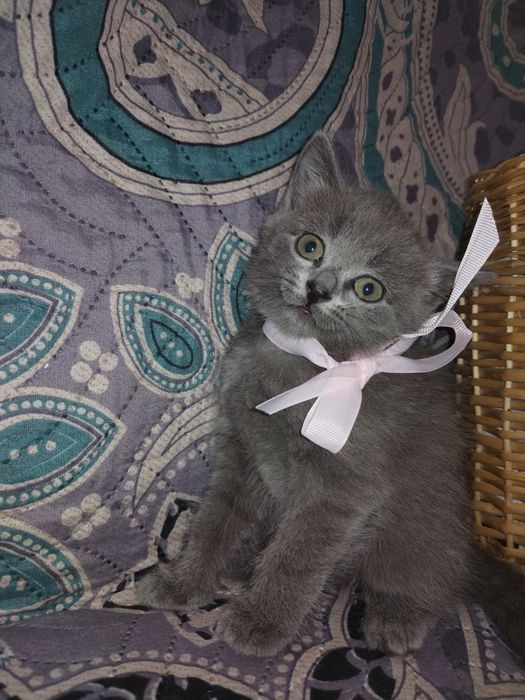 Отдам воспитанных котят в добрые руки