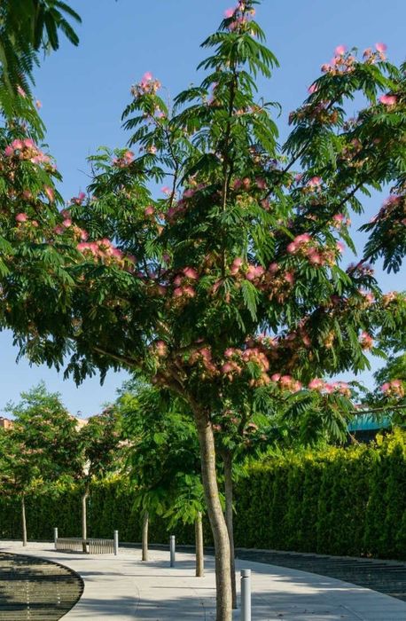 Arborele De Mătase (Albitia )