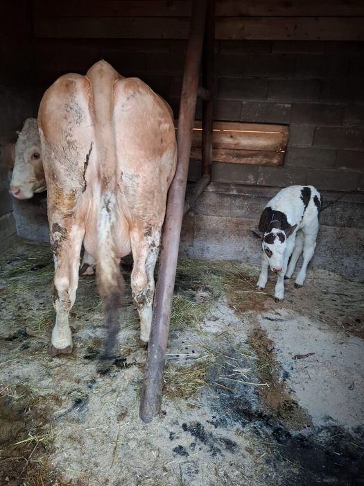 Vacă bălțată de vànzare