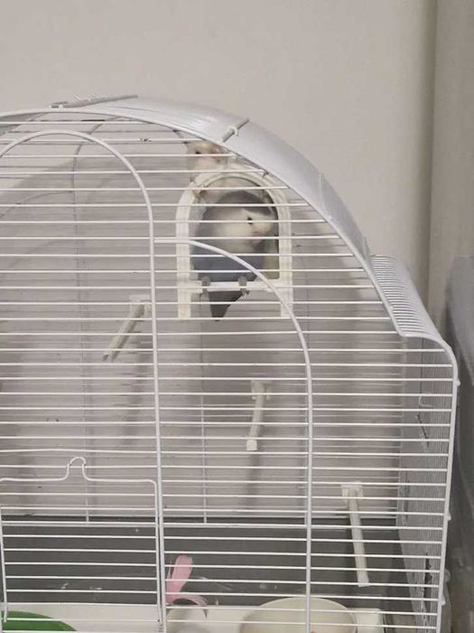 Vand pereche agapornis (lovebirds) cu varsta de un 1 an