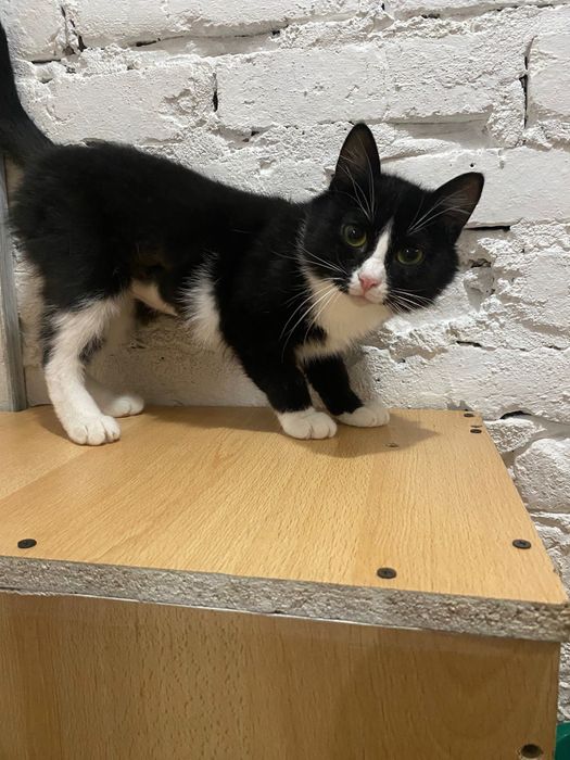 Кошечку Валю в добрые руки