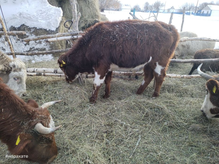 Продам телят бычки