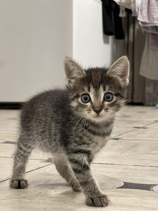 Отдам в добрые руки котят